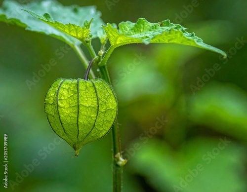 Close-up of a vibrant green plant, featuring a lantern-like fruit and large, textured leaf. Natural, blurred background