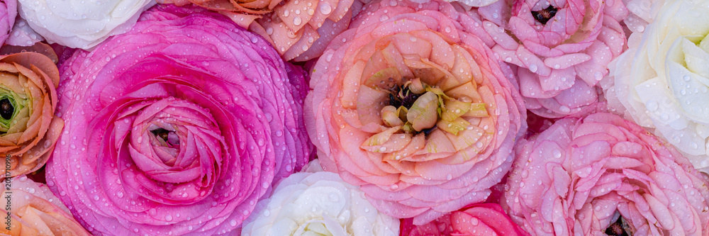 Fototapeta premium Colorful flowers with water droplets after rain on a bright day in a garden
