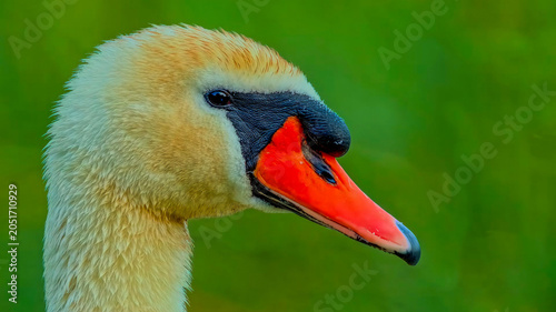 Fotografía Close-up Portrait of a Mute Swan