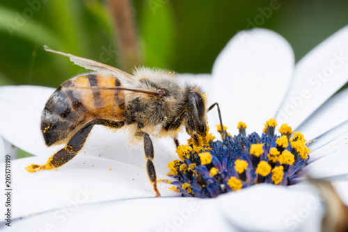 Foto bee taking pollen from a flower