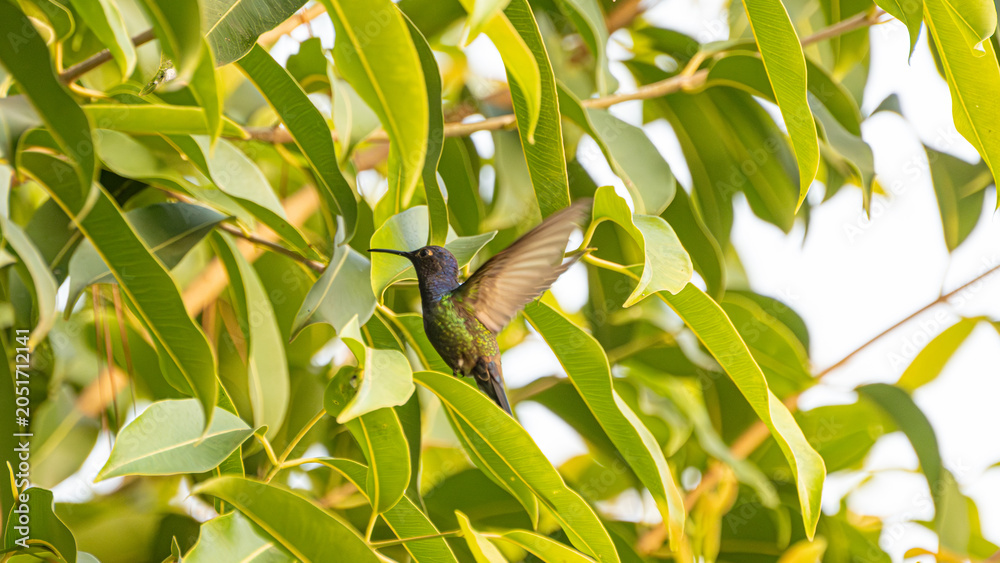 Obraz premium Hummingbird, a beautiful hummingbird in flight amidst the foliage of a tree in a park in Brazil, selective focus.