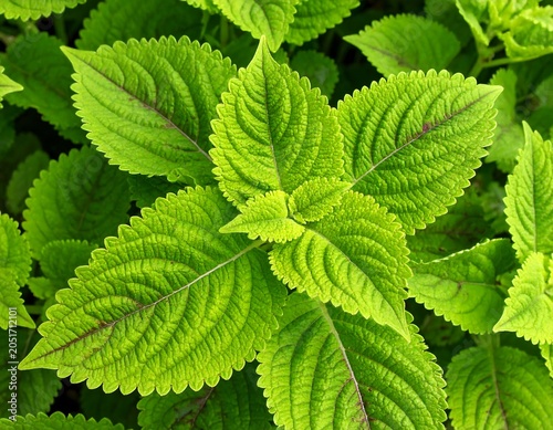 Close-up of a vibrant green plant, showcasing textured leaves with unique, veined patterns. Bright, natural lighting