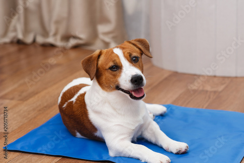 Schilderij op canvas Cute Jack Russell Terrier dog lying comfortably on a blue cooling mat at home