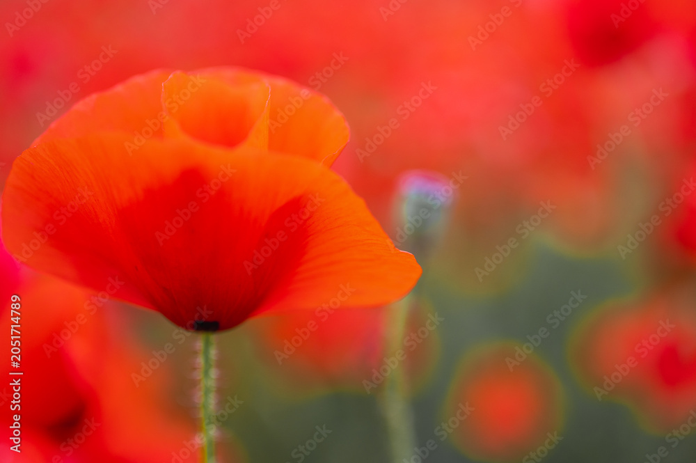 Fototapeta premium Macro shot of a vibrant red poppy flower in a field with soft bokeh background. Summer wildflowers blooming in the green meadow. Natural beauty concept, selective focus, blur, background