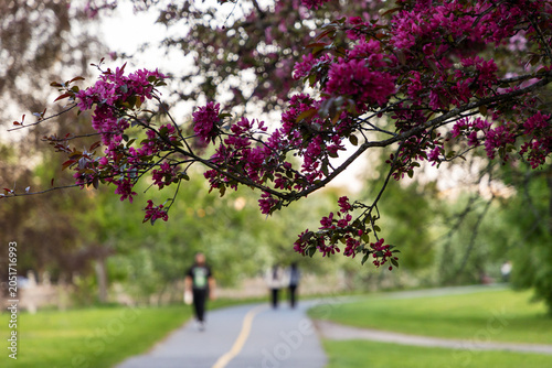 Park path with blooming pink crabapple tree branches and blurred people walking in background. Dominion Arboretum during spring in Ottawa, Canada
