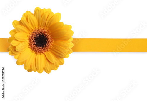 Orange gerbera flower and ribbon on white background