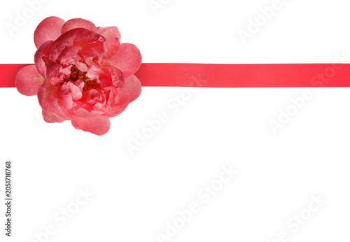 Beautiful peony flower and red ribbon on white background