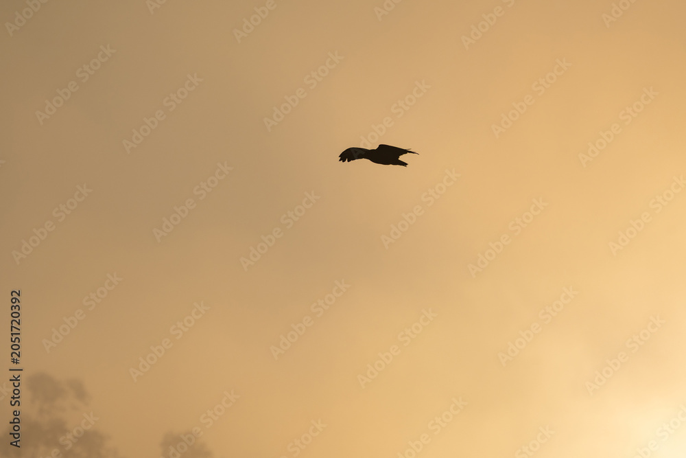 Fototapeta premium Birds flying, a wonderful silhouette of birds flying at a cold dawn in a Brazilian park, selective focus.