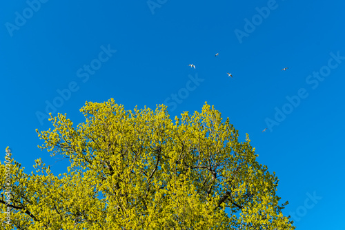 yellow leafy tree against blue spring sky with white birds