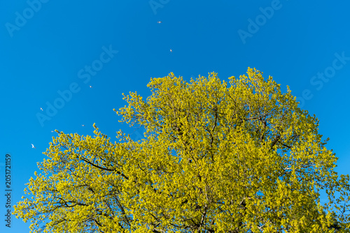 yellow leafy tree against blue spring sky with white birds