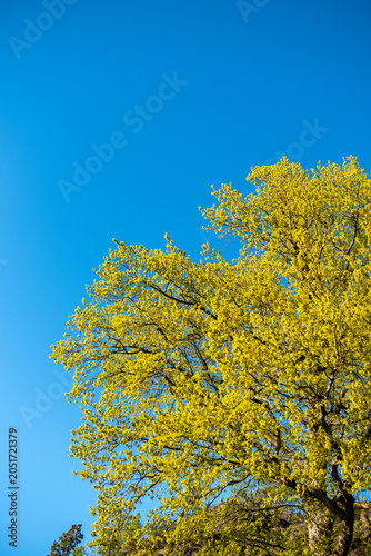yellow leafy tree against blue spring sky