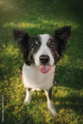 senior border collie dog cute home portraits on green lawn, tenderness