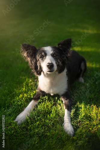 senior border collie dog cute home portraits on green lawn, tenderness