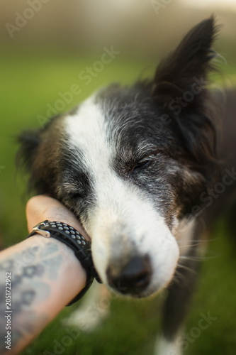 senior border collie dog cute home portraits on green lawn, tenderness