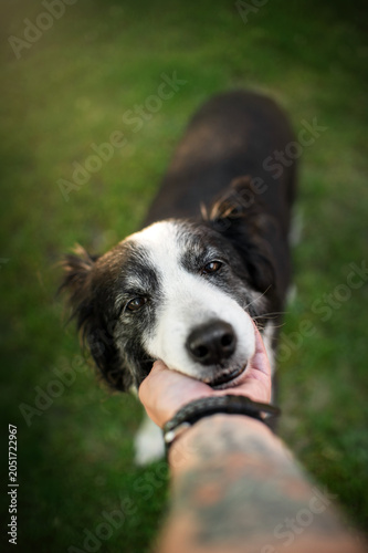 senior border collie dog cute home portraits on green lawn, tenderness