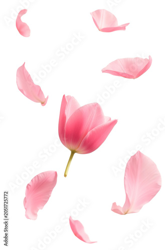 Floating lotus petals isolated PNG elegant floral overlay on transparent background