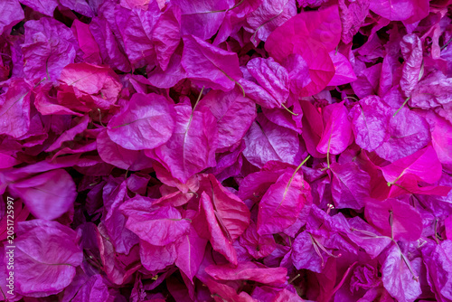 Full frame texture of vibrant purple and magenta bougainvillea flowers in a dense overhead view