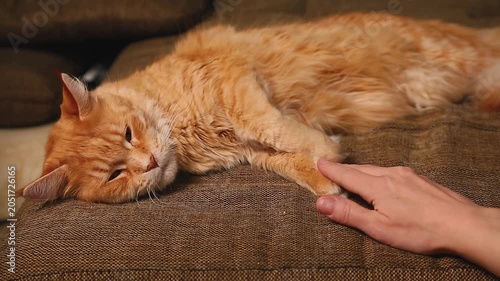 Woman hands playing with maine coon orange cat and touching finger the cat paws for playing. Pet calm relaxing and enjoying. Expression natural video in home