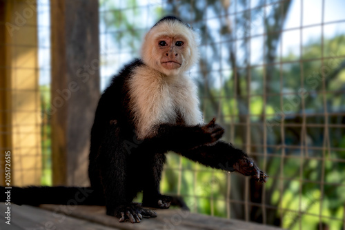 Photography capuchin monkey