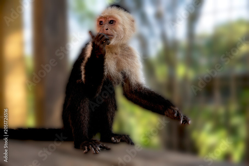 Photography capuchin monkey
