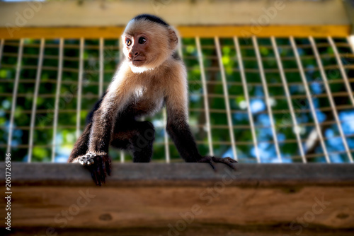 capuchin monkey 