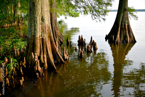 cypress trees at Reelfoot Lake