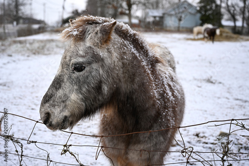 pony in the snow