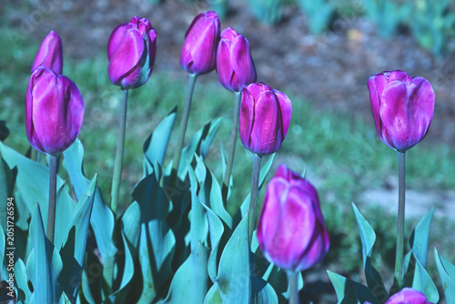 purple tulips in the garden