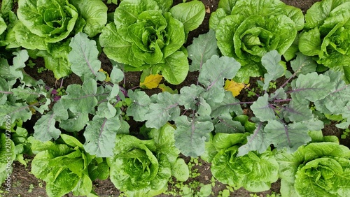 Fotografie Vegetable bed with cabbage and lettuce in a garden, top view