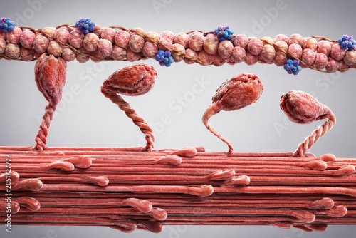Foto Cross Bridge Cycle in Muscle Contraction