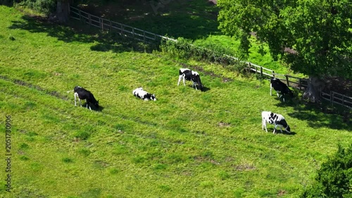 Aerial footage of Holstein Friesian cows resting and grazing in a green pasture near Acomb York North Yorkshire showing dairy livestock farming and traditional agricultural land use in the countryside