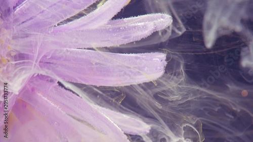Close-up view of pale purple flower petals filling the frame with soft translucent edges and a dark blurred background, creating an elegant abstract botanical
