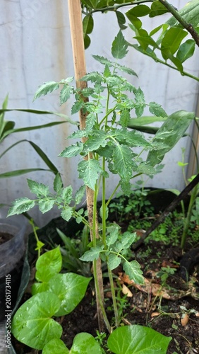 plants in a greenhouse
