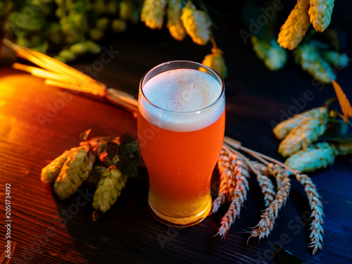 A glass of cold beer on a wooden table with green hops and ears of wheat . Harvest for brewing.