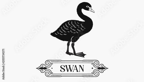 Cuadro en lienzo Very beautiful black-and-white engraved vector illustration featuring a graceful Swan chick with soft plumage and a decorative engraved label reading SWAN, isolated on white background