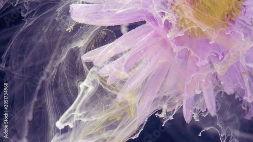 Close-up of a translucent purple jellyfish with long flowing tentacles and frilled edges, drifting through a dark underwater scene with soft light