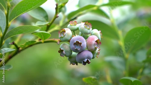Unripe green and blue blueberries growing on a bush.