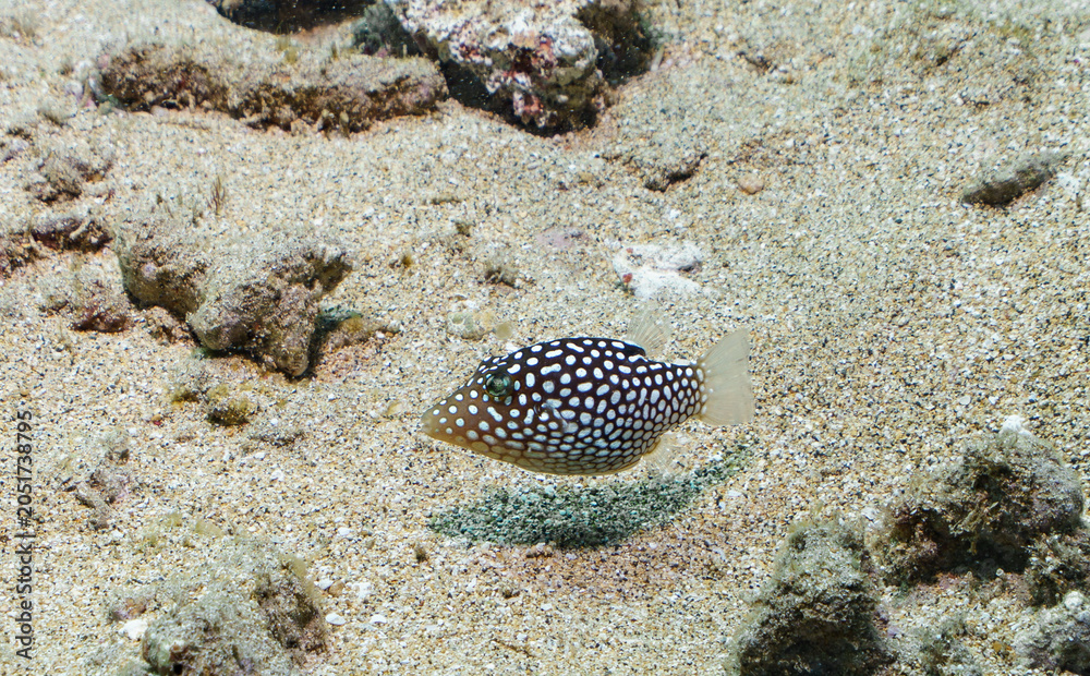 Fototapeta premium Spotted Boarfish (*Ostracion meleagris*) in Shallow Reef