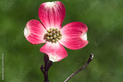 Bild auf Leinwand Red Dogwood Tree Close Up of Flower Blossom