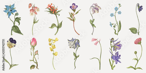Tablou pe pânză Vector illustration of various colorful wildflowers on a white background