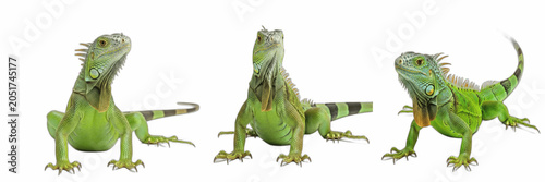 Canvas Print Exotic Green Iguana Lizard Standing Alert Tropical Reptile Wildlife Specimen Ani