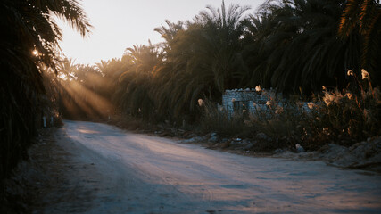 Sunset light on a dirt road in Egypt's palm tree landscape