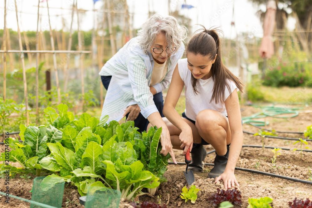 Fototapeta premium Grandmother works in the garden with her granddaughter, they weed the beds together with a garden shovel.