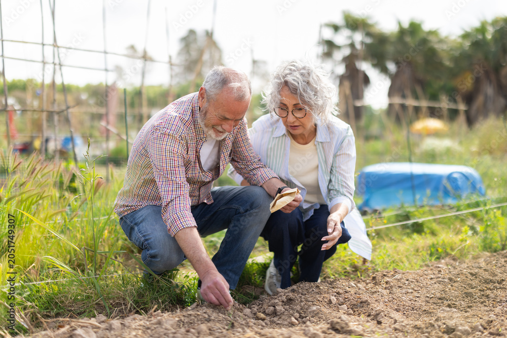 Fototapeta premium Elderly married works on their farm, they plant vegetable seeds together. Farmers take care of planting seeds to grow organic vegetables