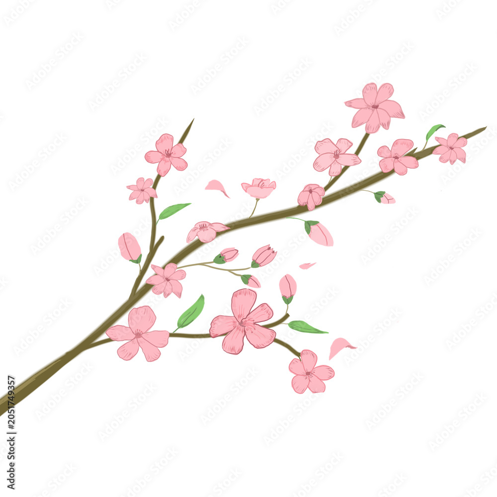 Fototapeta premium Sakura blossom branch