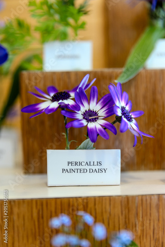 Canvas-taulu Vibrant purple Pericallis Painted Daisy flowers on display.