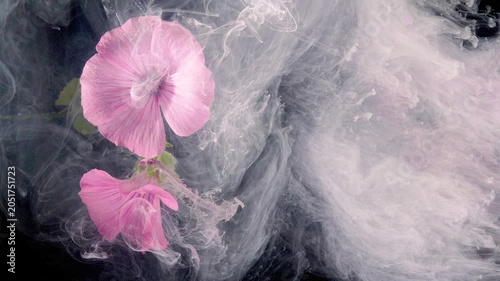 Close view of pink hollyhock flowers suspended on the left against a deep black backdrop, sharply detailed petals, stems, and leaves illuminated by soft