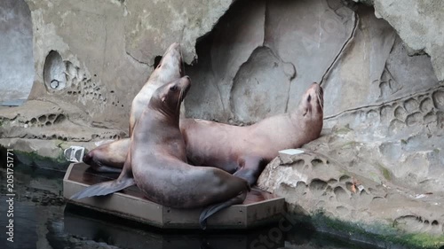 Steller sea lions resting on a dock at a coastal harbor.