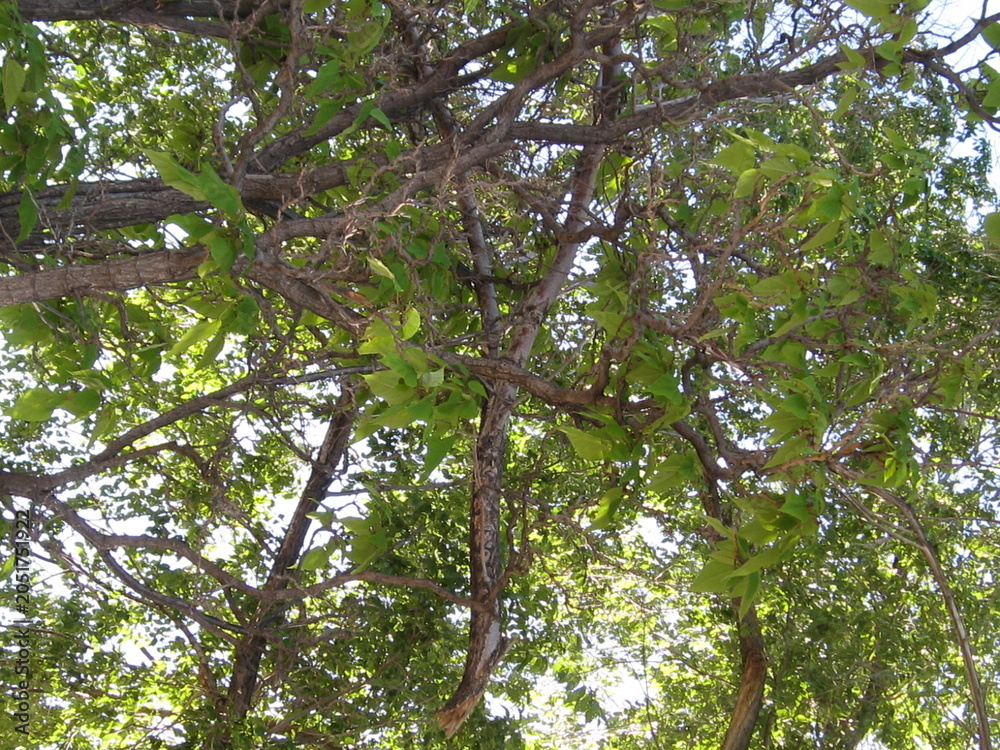 Fototapeta premium Green branches of a broken tree limb are still holding on