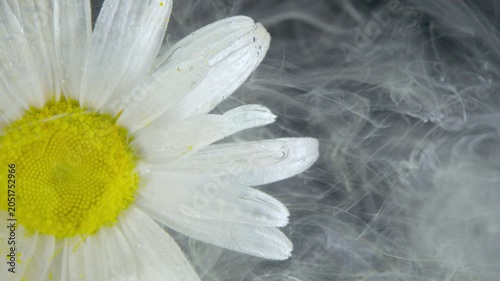 White daisy partially cropped, showing yellow pollen disk and wet velvety petals with visible water droplets. Soft diffused light highlights
